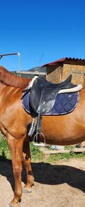 Selle de dressage Isabelle Werth