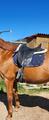 Selle de dressage Isabelle Werth