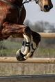 Guetre Norton xtr mouton