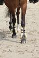 Guetre Norton xtr mouton