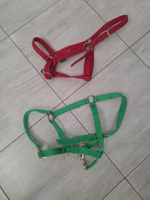 Lot de 2 licols taille full