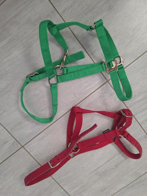 Lot de 2 licols taille full