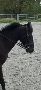 Bride taille cob