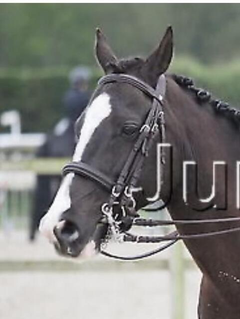 Bride taille cob
