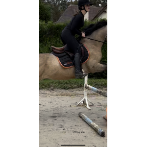 Tapis equisense