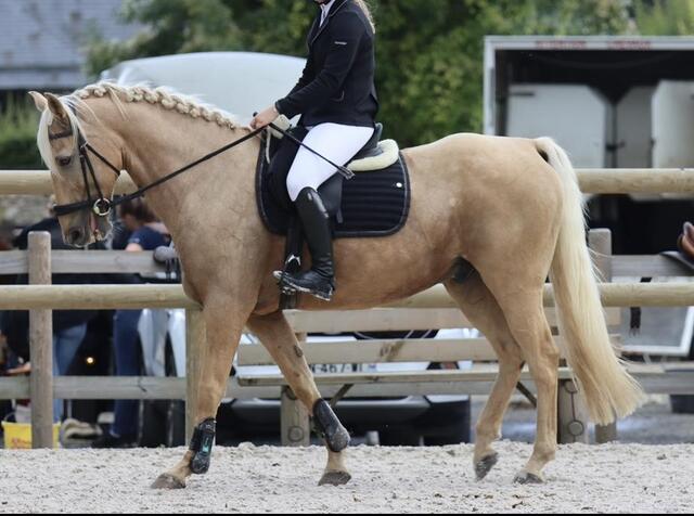 Tapis dressage