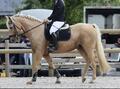 Tapis dressage