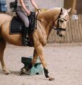 Tapis de dressage