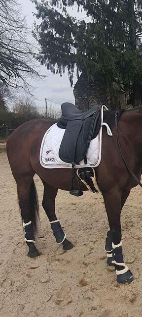Selle de dressage Altaïr Antares 17,5 noire de juillet 2022