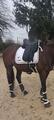 Selle de dressage Altaïr Antares 17,5 noire de juillet 2022