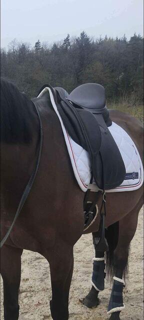 Selle de dressage Altaïr Antares 17,5 noire de juillet 2022