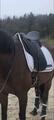 Selle de dressage Altaïr Antares 17,5 noire de juillet 2022