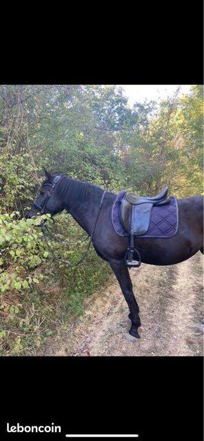 Tapis de dressage