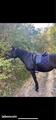 Tapis de dressage