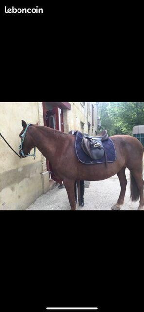 Tapis de dressage