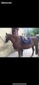 Tapis de dressage