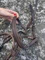 Collier de Chasse CWD à pont
