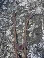 Collier de Chasse CWD à pont