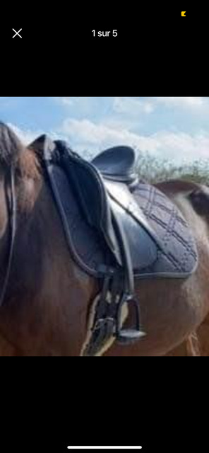 Selle de Dressage