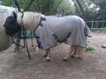 Chemise anti-mouche