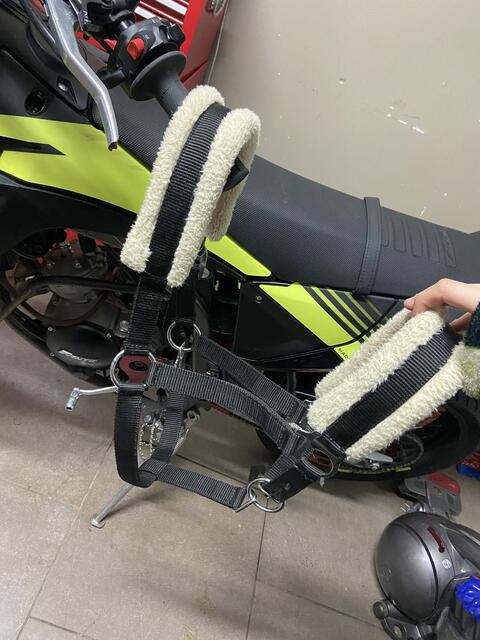 Licol norton