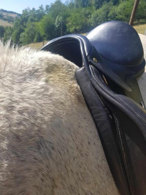 Selle dressage cuir - Privilège équitation