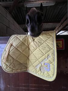 Tapis Hv polo