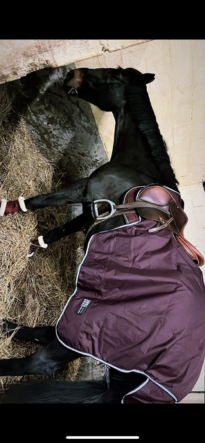 Couvre reins 155
