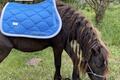 tapis equestrian stockholm