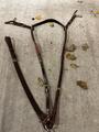 Collier de chasse