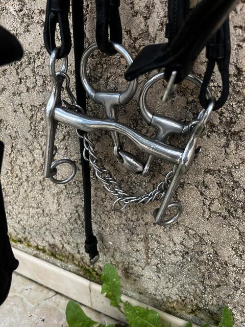 Bride privilège équitation