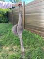 Bavette CSO 125cm