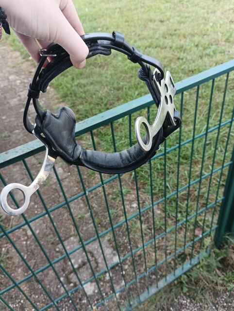 Hackamore