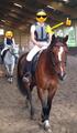 Gilet de protection equitheme