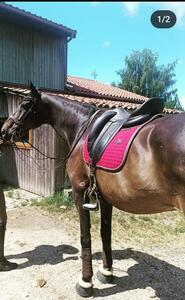 Selle Devoucoux Makila lab 18pouces havane