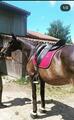 Selle Devoucoux Makila lab 18pouces havane