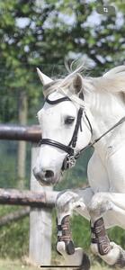 Filet cuir noir taille poney