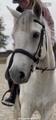 Filet cuir noir taille poney