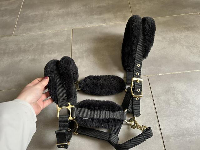Licol Mouton Noir