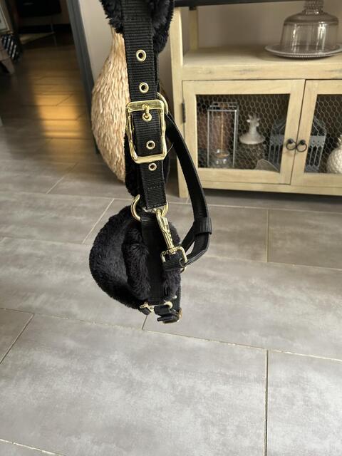 Licol Mouton Noir