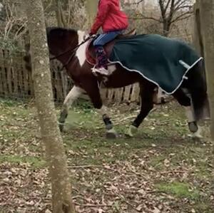 Couvre reins vert forêt Félix Buhler