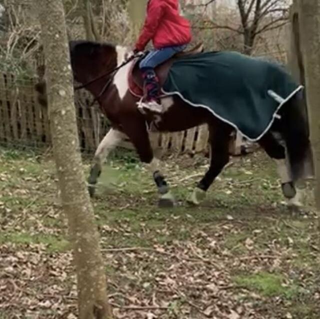 Couvre reins vert forêt Félix Buhler
