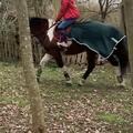Couvre reins vert forêt Félix Buhler