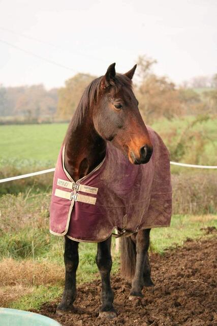 Couverture horseware