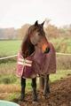 Couverture horseware