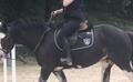 Tapis d’équitation