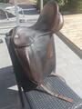 selle de dressage