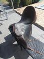 selle de dressage