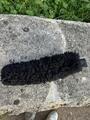Moumoute filet