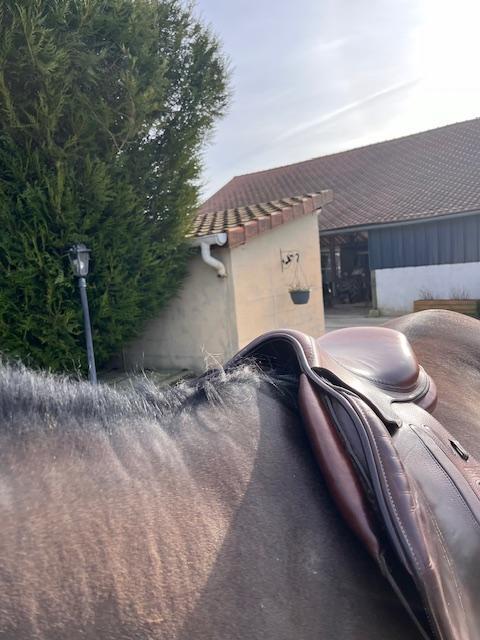 Selle d'obstacle plate 17 pouces. 2019. Très bon état. Dégarrotte bien